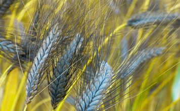 Einkorn, Emmer, Dinkel und die Urkornexperten