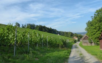 Wandern im Weinberg und hoch das Glas beim Häcker