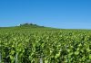 Rekordtief – Weinproduktion in der Französischen Republik im Keller Wein wächst in der Chamagne bei Reims.