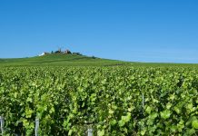 Rekordtief – Weinproduktion in der Französischen Republik im Keller Wein wächst in der Chamagne bei Reims.