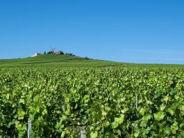 Rekordtief – Weinproduktion in der Französischen Republik im Keller Wein wächst in der Chamagne bei Reims.