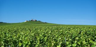 Wein wächst in der Chamagne bei Reims.