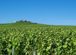 Rekordtief – Weinproduktion in der Französischen Republik im Keller Wein wächst in der Chamagne bei Reims.