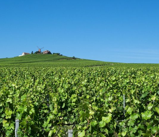 Rekordtief – Weinproduktion in der Französischen Republik im Keller Wein wächst in der Chamagne bei Reims.