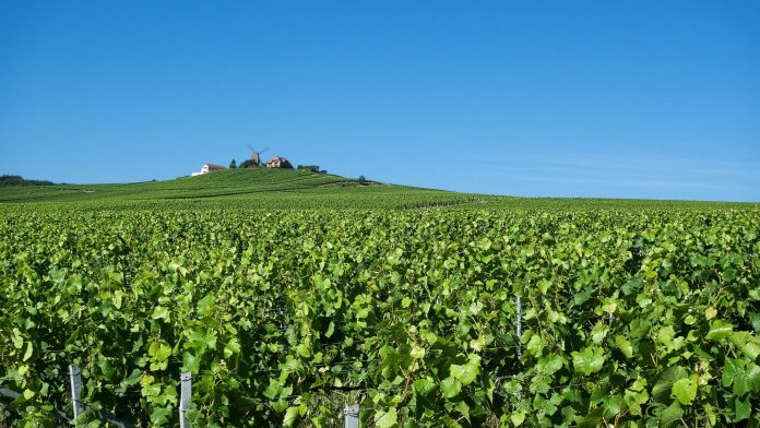 Weinanbau in der Chamagner bei Reims in der Französischen Republik. Quelle: Pixabay, Foto: MustangJoe, BU: Stefan Pribnow Wein wächst in der Chamagne bei Reims.