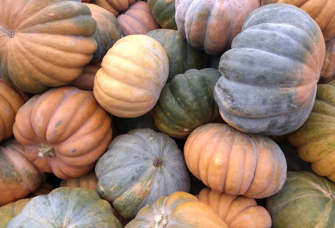 Muskatkürbis, auch Moschuskürbis genannt (Klaistow, 9.9.2020).