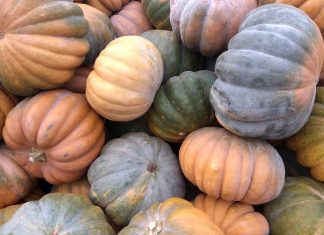 Der große Kürbis – Hochsaison für Kürbisgewächse (Cucurbitaceae) aus der Familie der Gurken- und Melonengewächse