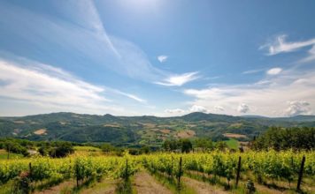 Sangiovese, Famoso und Riesling – Gutes wächst und gedeiht in den Weinbergen unter dem Castello Montesasso im Savio-Tal