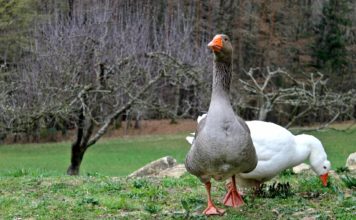 Weißsauer oder Gans nach pommerscher Anschauung oder gar nicht