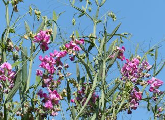 „Das raschelt in den Hülsen“ – Die Platterbse in Unterfranken verträgt Trockenheit und schmeckt