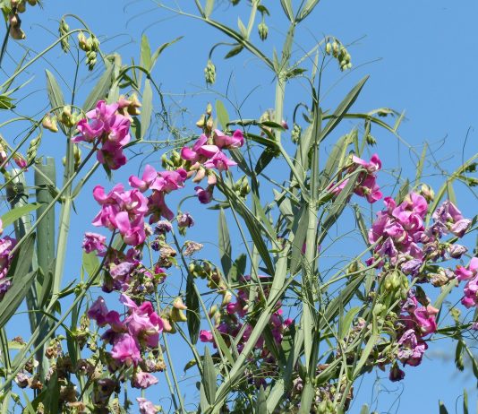 „Das raschelt in den Hülsen“ – Die Platterbse in Unterfranken verträgt Trockenheit und schmeckt