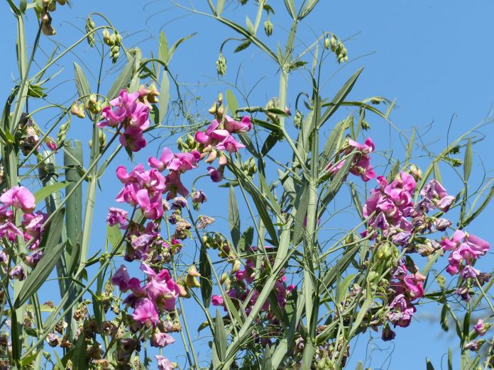 Platterbse (Lathyrus sativus). Quelle: Pixabay, Foto: Hans