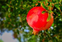 Rezept: Granatapfelsauce