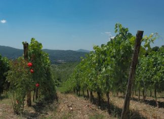 Touren und trinken in Irpinien, Kampanien, Italien oder Wohlsein während einer Weinreise durch Dörfer im Herzen der Irpinia