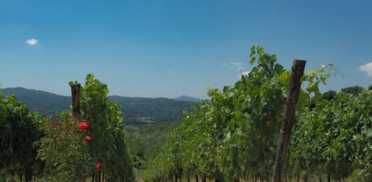 Touren und trinken in Irpinien, Kampanien, Italien oder Wohlsein während einer Weinreise durch Dörfer im Herzen der Irpinia